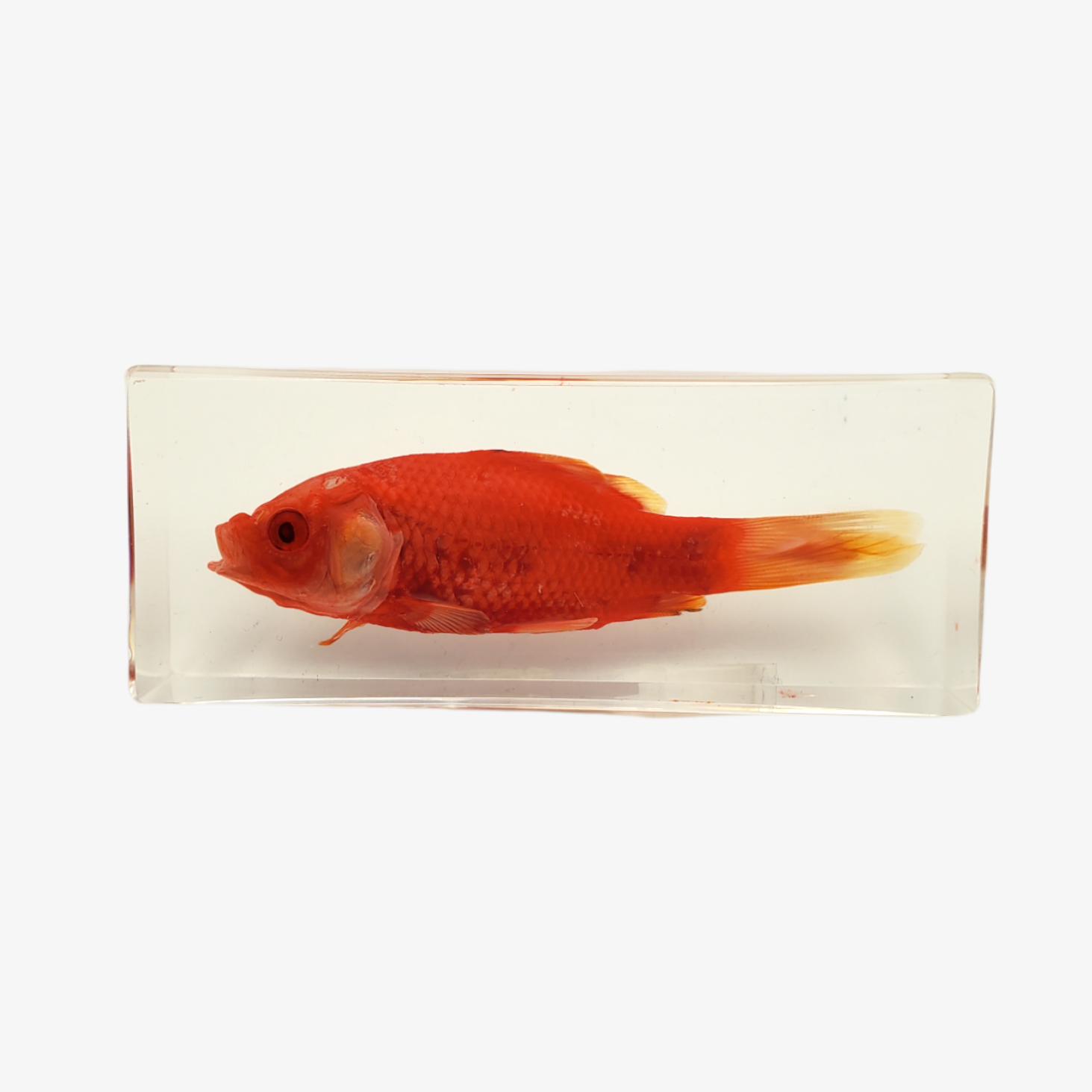 Resin Goldfish Paperweight