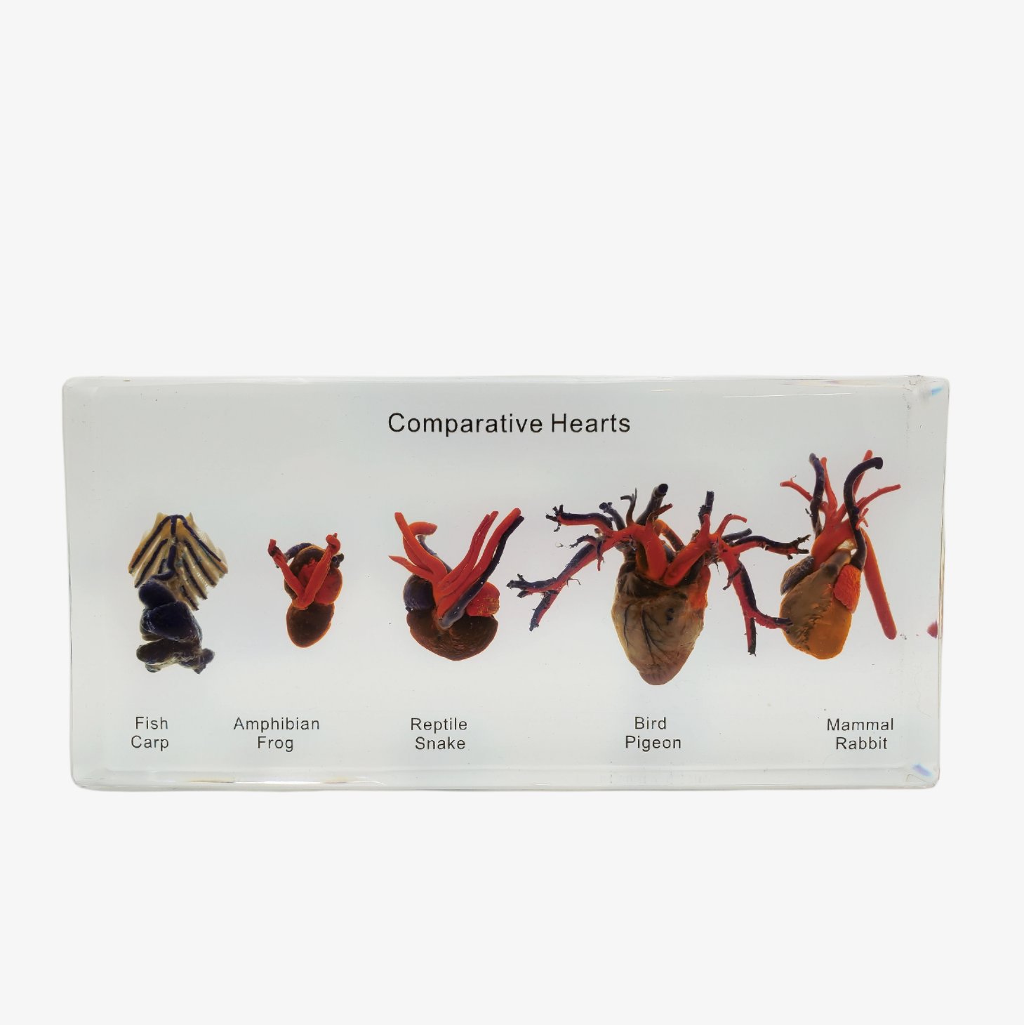 Comparative Hearts Resin Display