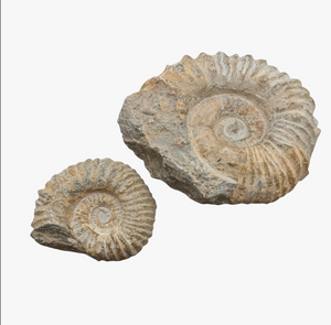 Agadir Fossil Ammonite