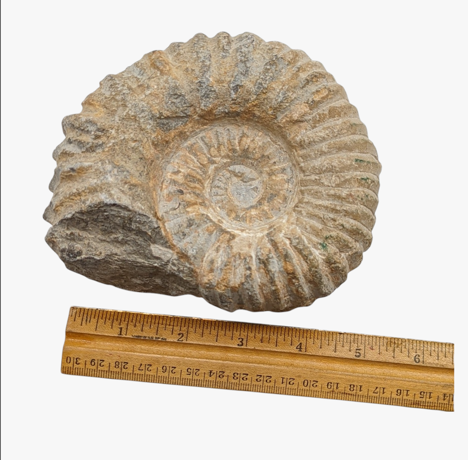 Agadir Fossil Ammonite