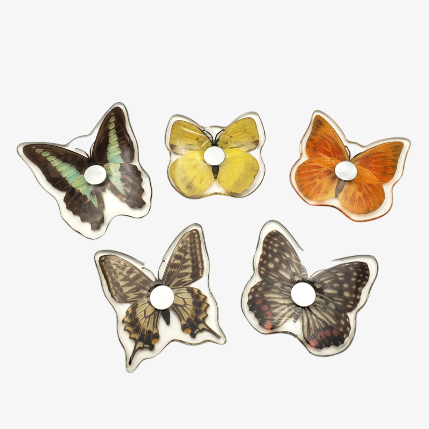 Real Butterfly Resin Magnets