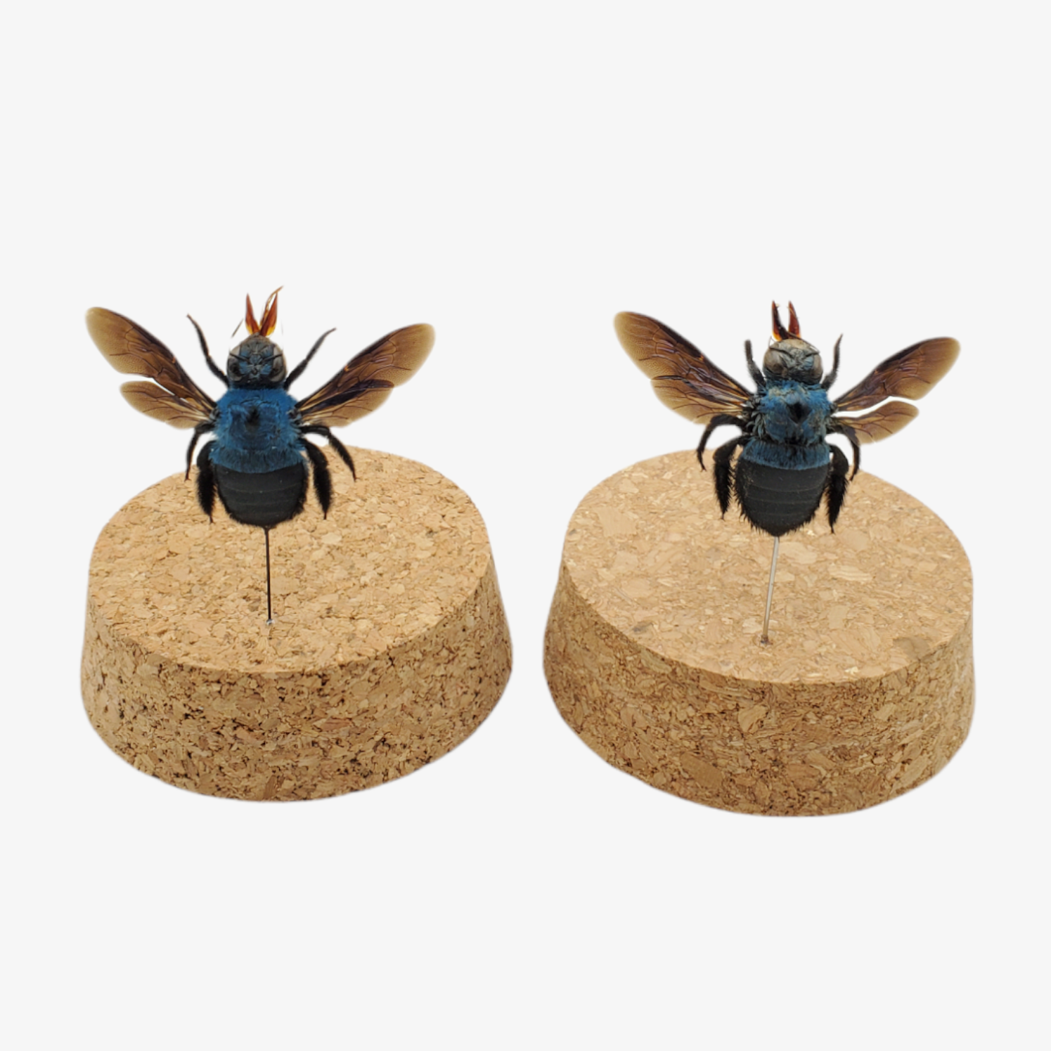 Blue Carpenter Bee – Ballyhoo Curiosity Shop Blue Carpenter Bee – Ballyhoo Curiosity Shop