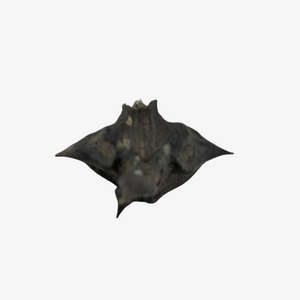 Devil (Bat) Chestnut