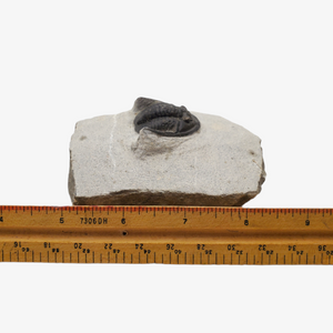 Metacanthina Trilobite Fossil