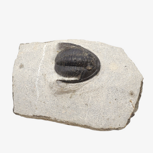 Metacanthina Trilobite Fossil