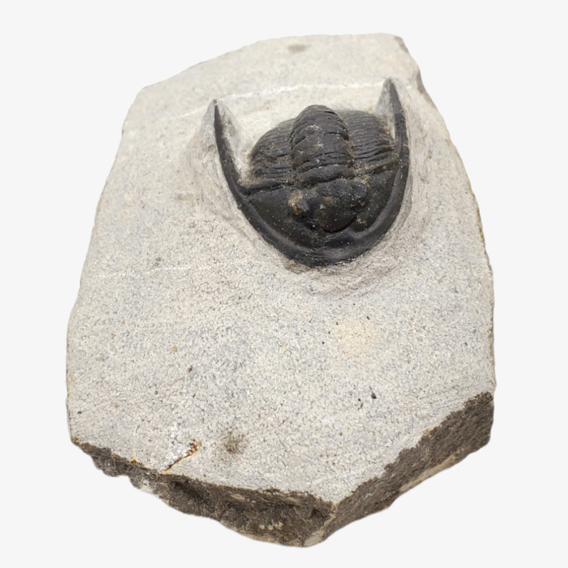 Metacanthina Trilobite Fossil