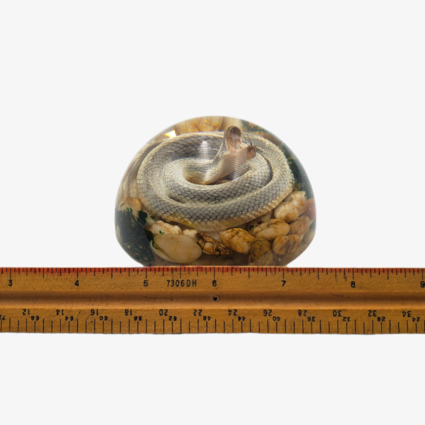 4" Snake Pebbles Semi-Sphere Paperweight