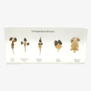 Comparative Brains Resin Display