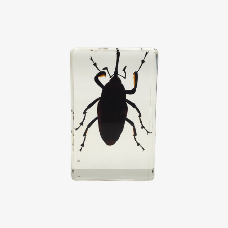 Bamboo Weevil Resin Paperweight (Small)