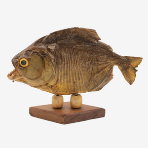 Real Taxidermy Piranha