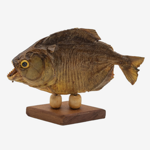 Real Taxidermy Piranha