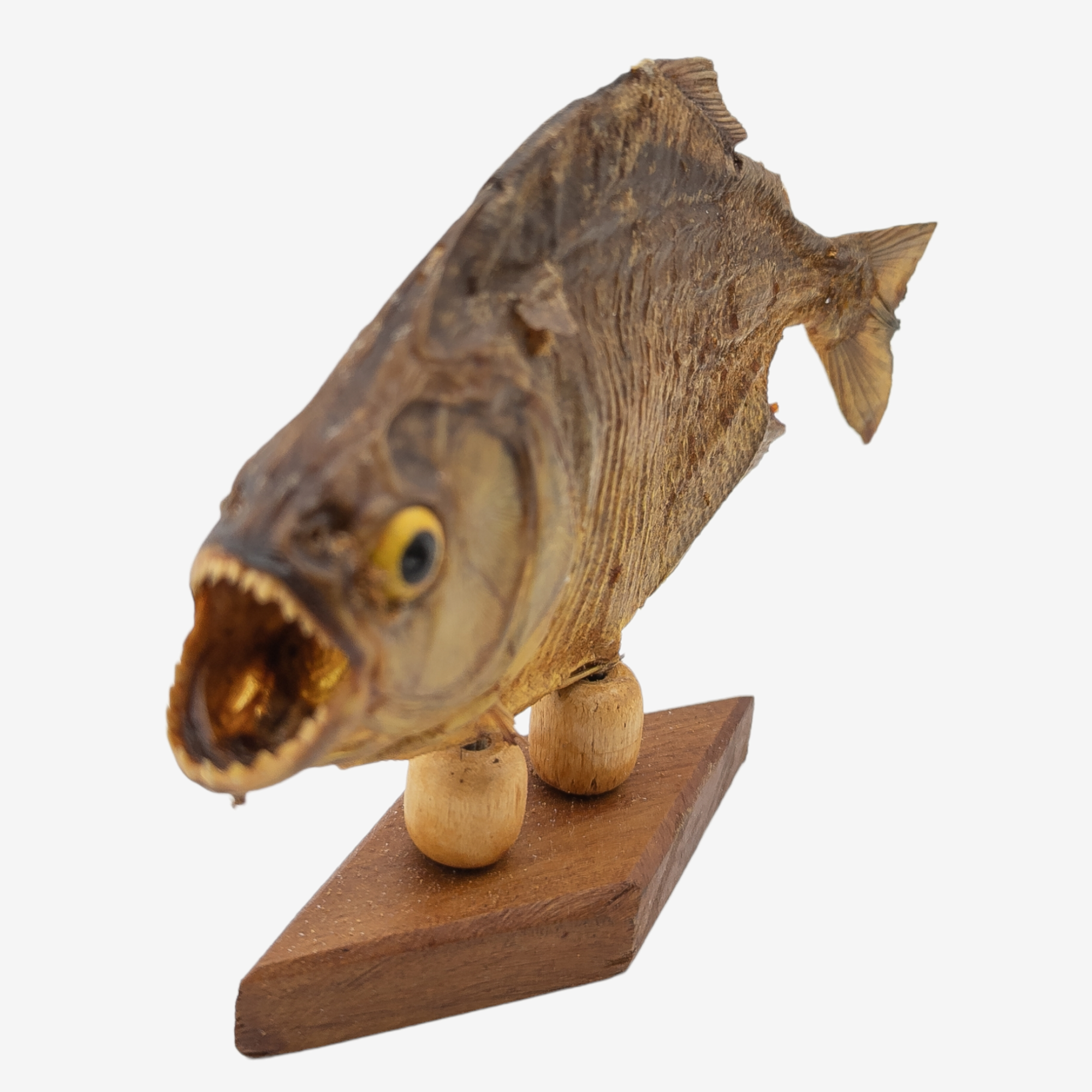 Real Taxidermy Piranha