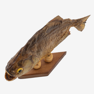 Real Taxidermy Piranha