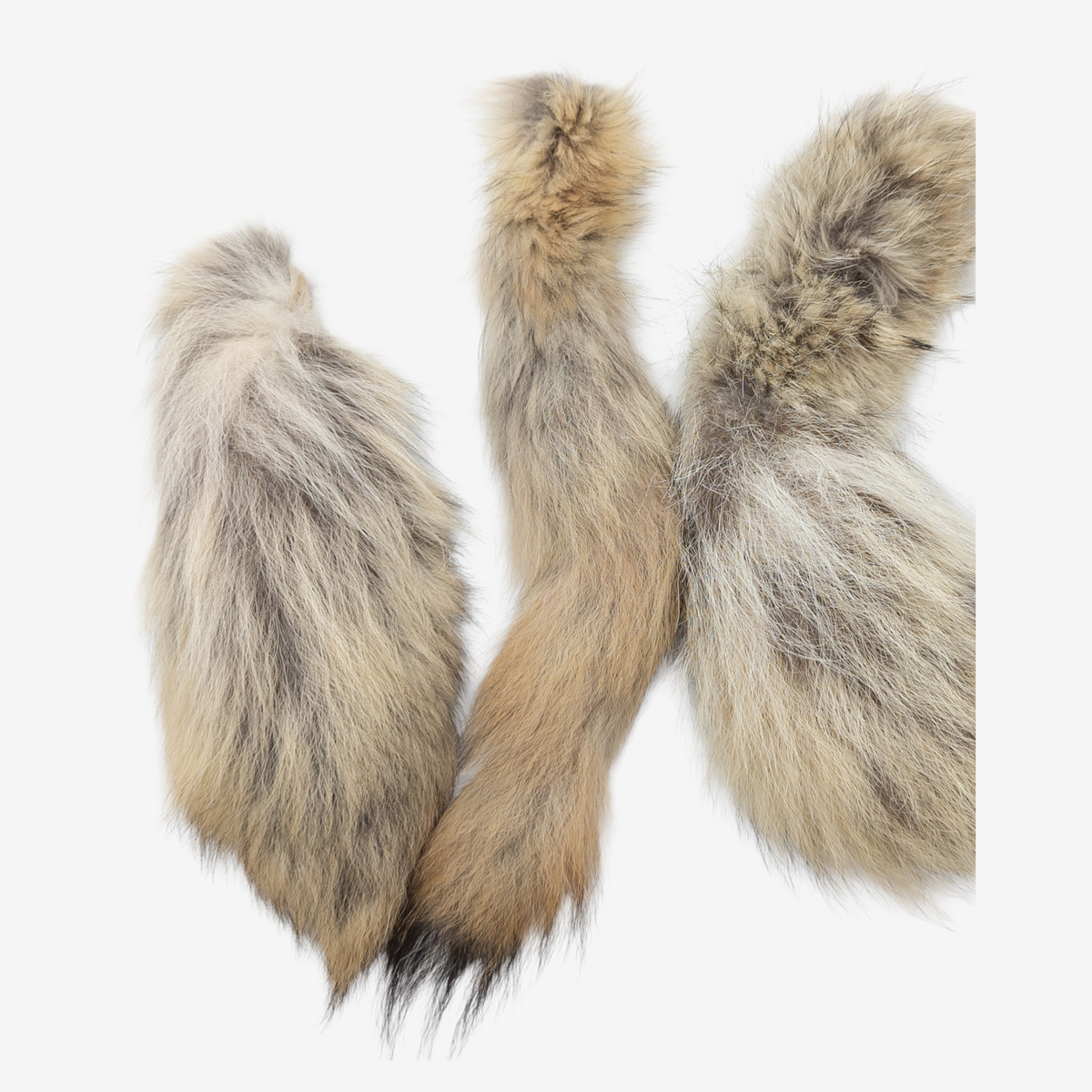 Tanned Canadian Lynx Tail Keychain – Ballyhoo Curiosity Shop