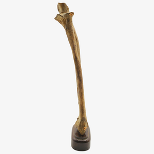 Genuine Human Radius & Ulna Articulated Bone Display