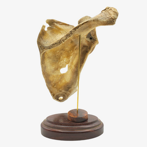 Genuine Human Scapula Bone