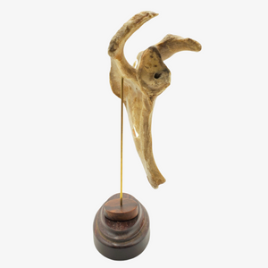 Genuine Human Scapula Bone